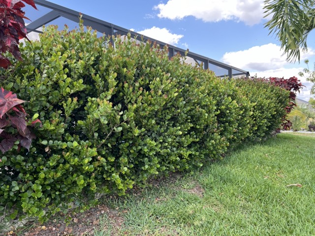 lawncare_before01 Medium