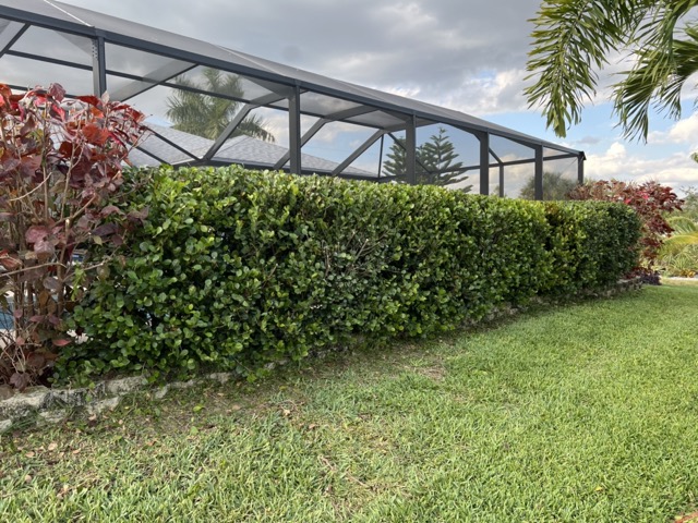 lawncare_before02 Medium